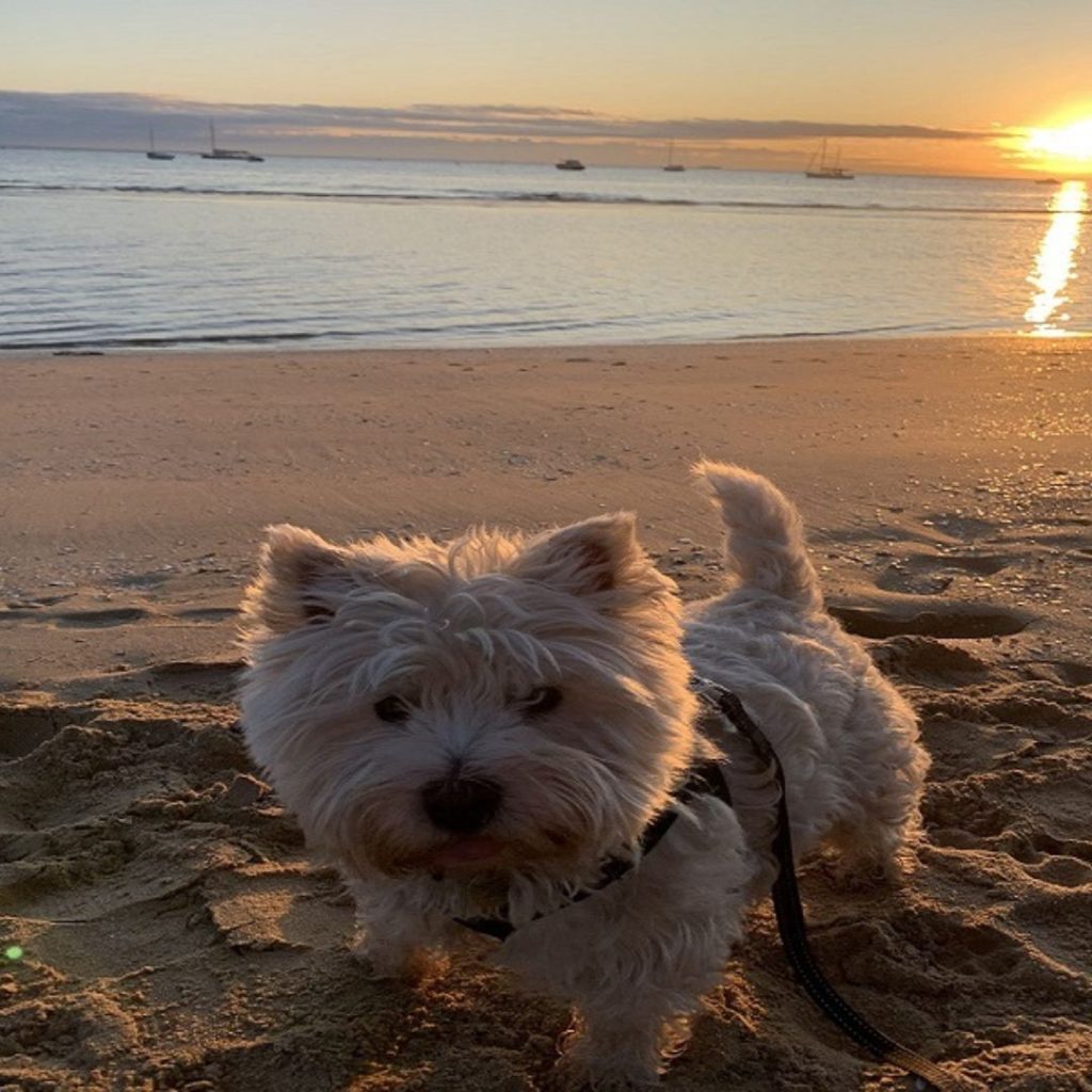 Sorrento for Animal Lovers: Pet-Friendly Spots and Tips